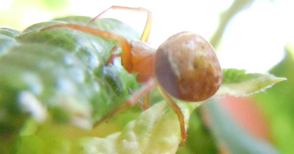 Araneus sturmi o A. triguttatus