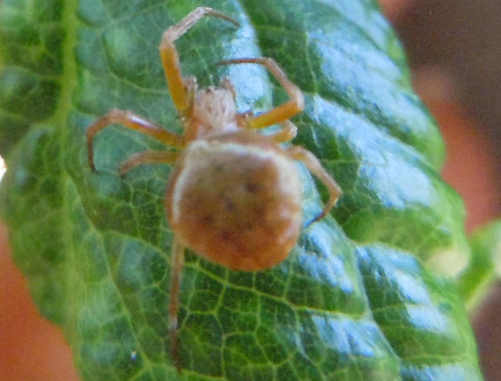 Araneus sturmi o A. triguttatus