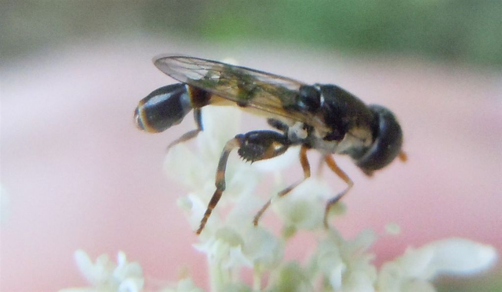 Minuscolo Syrphidae