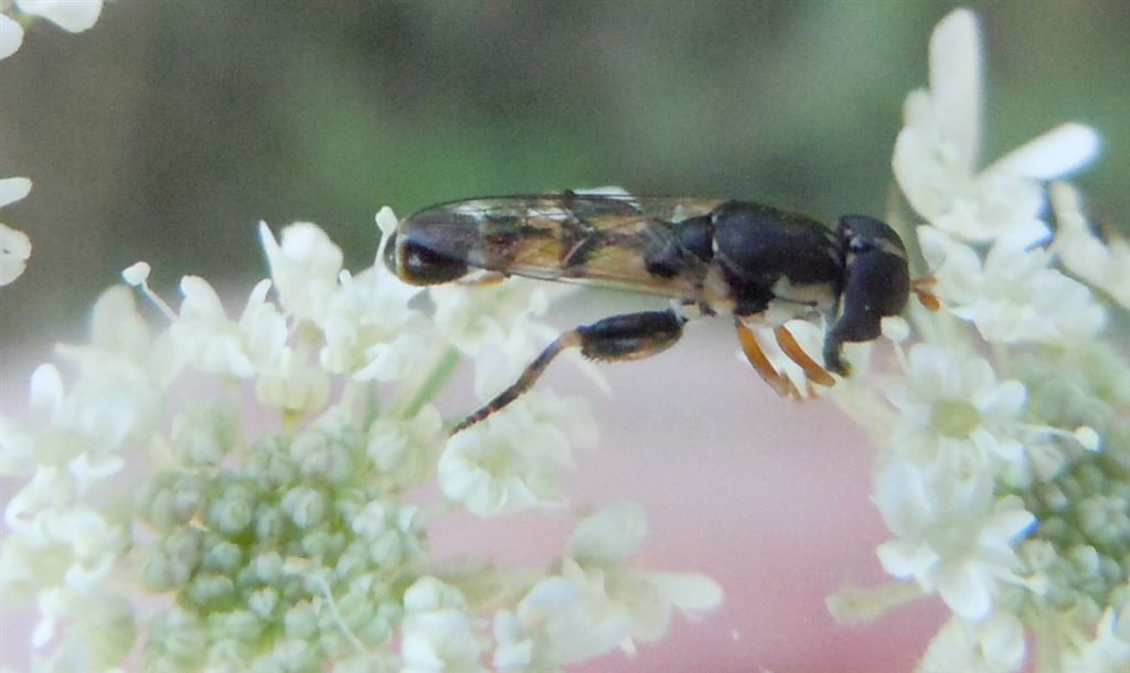 Minuscolo Syrphidae