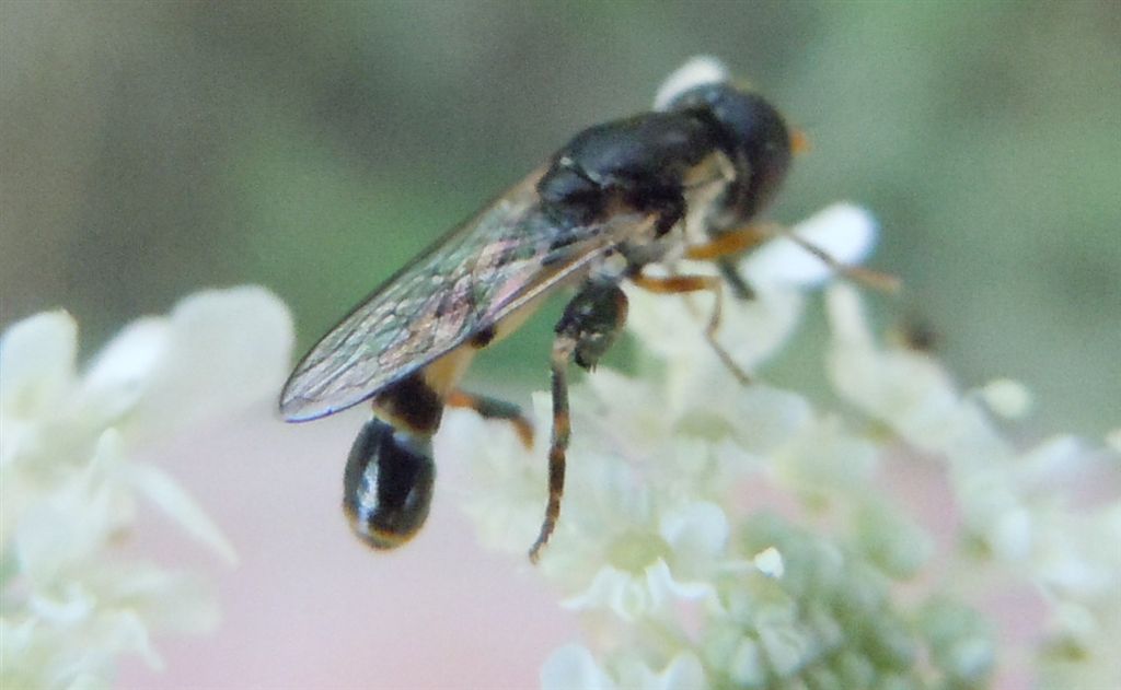 Minuscolo Syrphidae