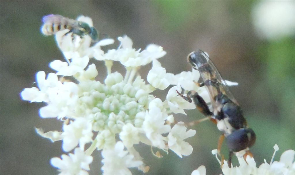 Minuscolo Syrphidae