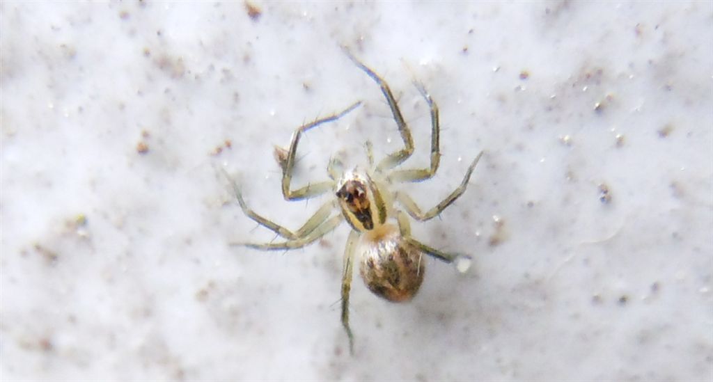 Oxyopes lineatus