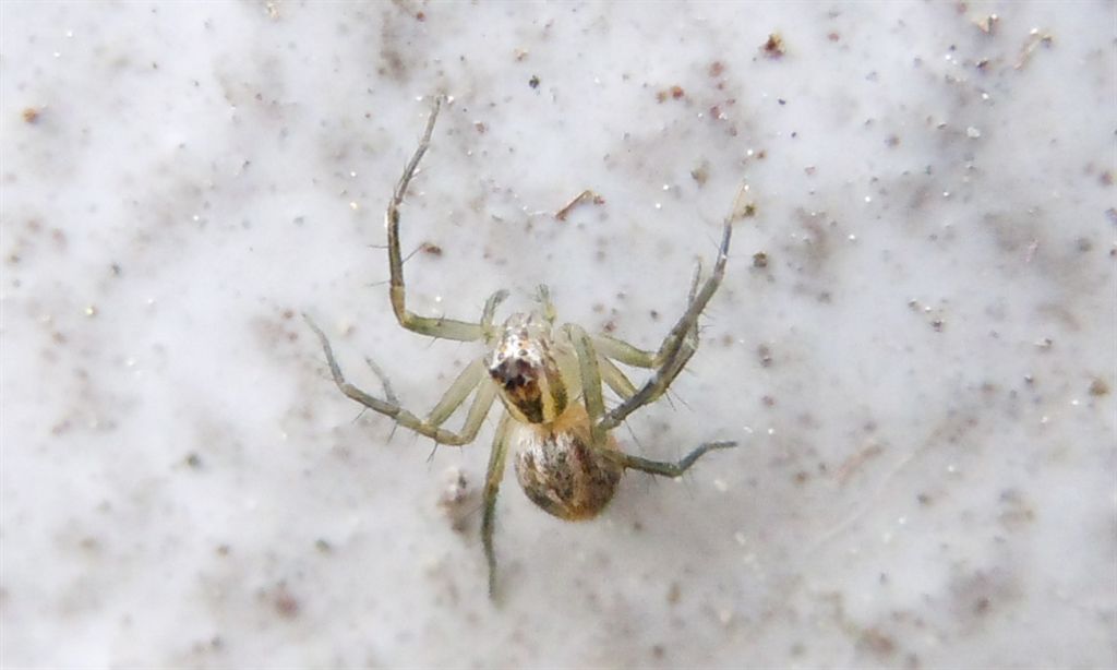 Oxyopes lineatus