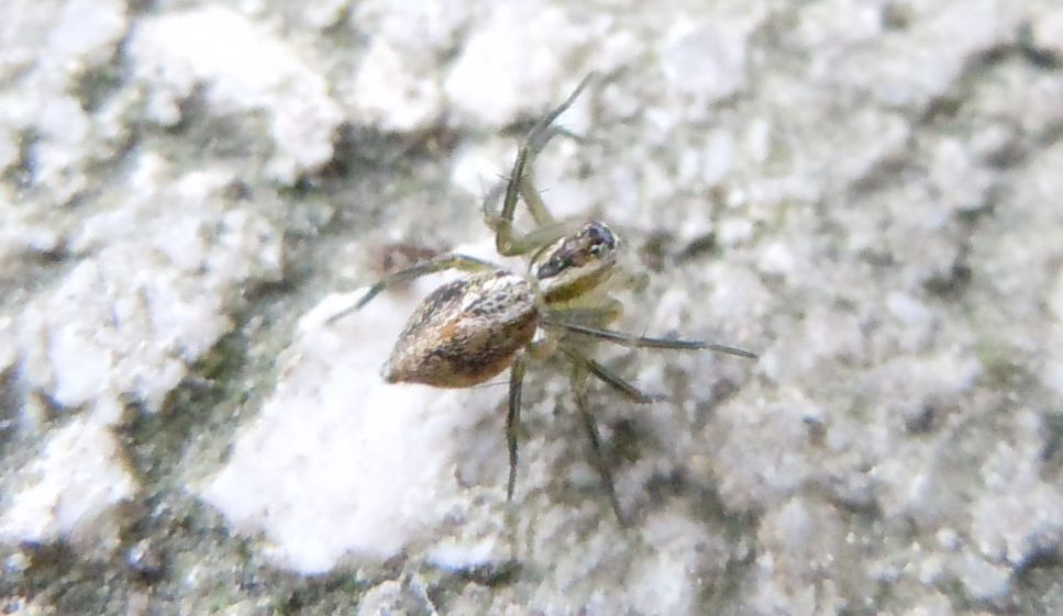 Oxyopes lineatus