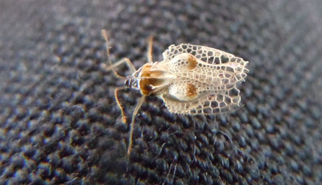 Tingidae: Corythucha ciliata, malconcia sull''autostrada (RM)