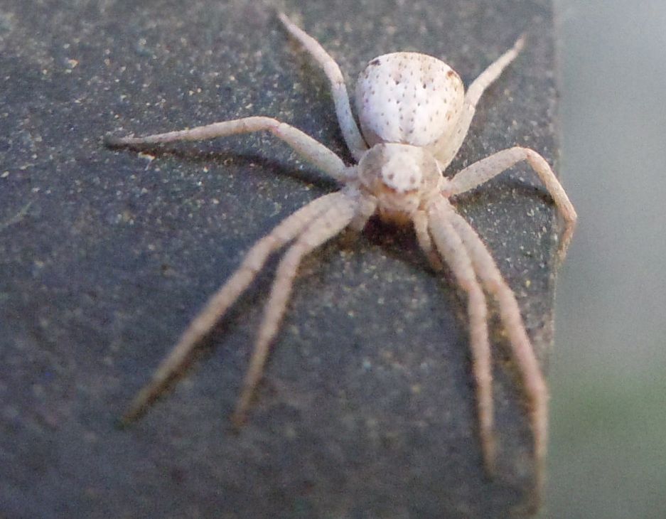 Philodromus sp.