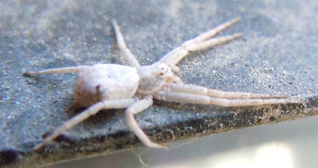 Philodromus sp.