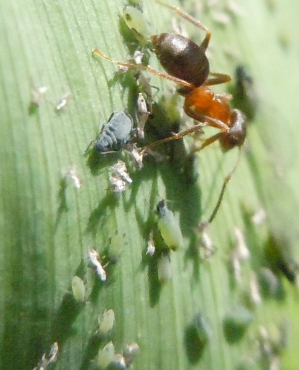 Afidi e formiche