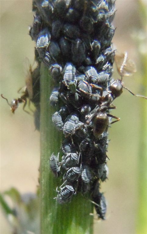 Afidi neri e formiche - Aphis sp. e Tapinoma sp.