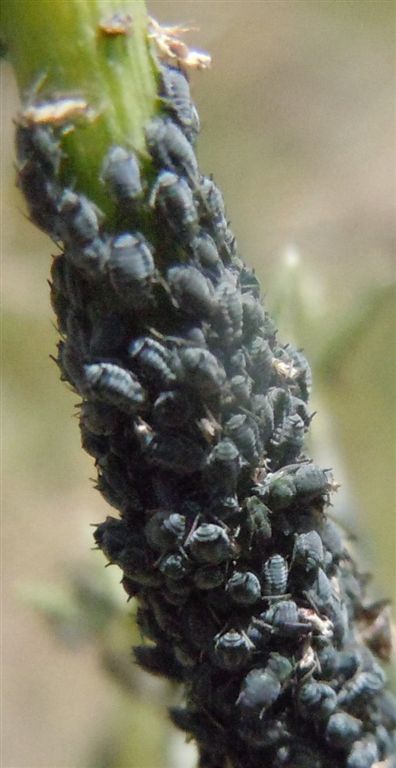 Afidi neri e formiche - Aphis sp. e Tapinoma sp.