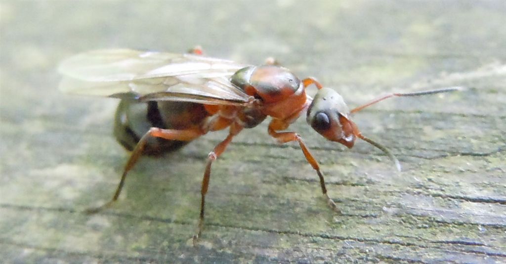 Formica alata: femmina di Formica sp.