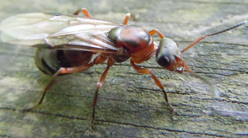 Formica alata: femmina di Formica sp.