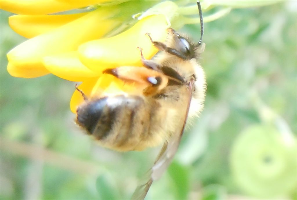 Femmina di Andrena nigroaenea