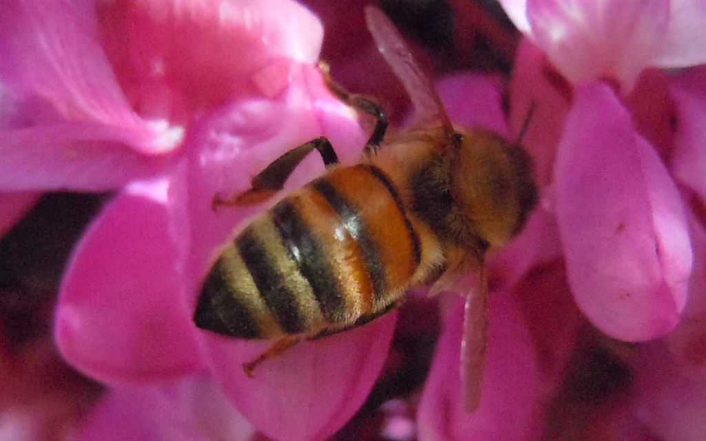 Apis mellifera?