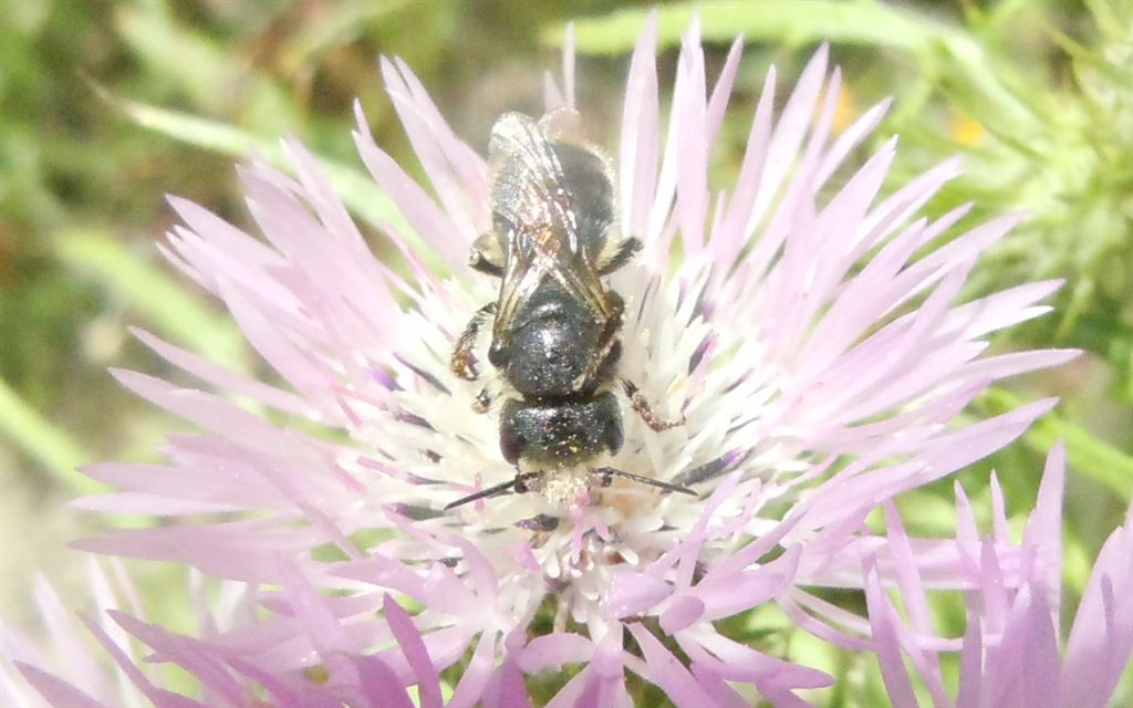 Apidae Megachilinae: Osmia sp. od Hoplitis sp.