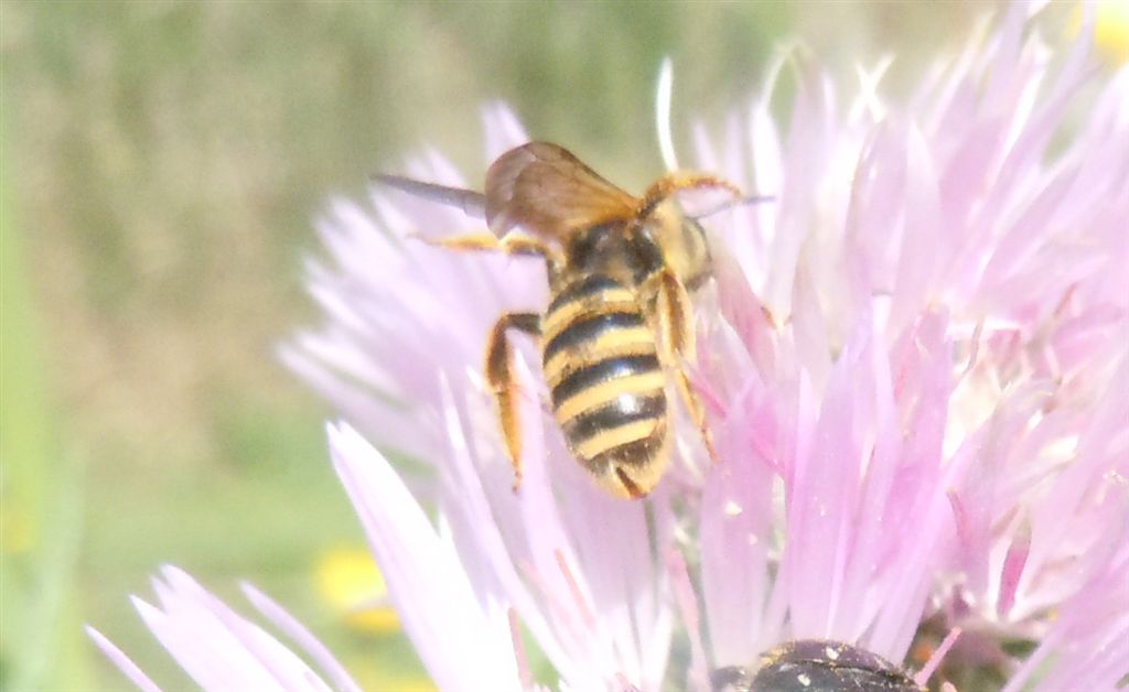 Coppia di Halictus scabiosae (Apidae Halictinae)