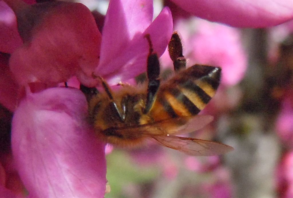 Apis mellifera?