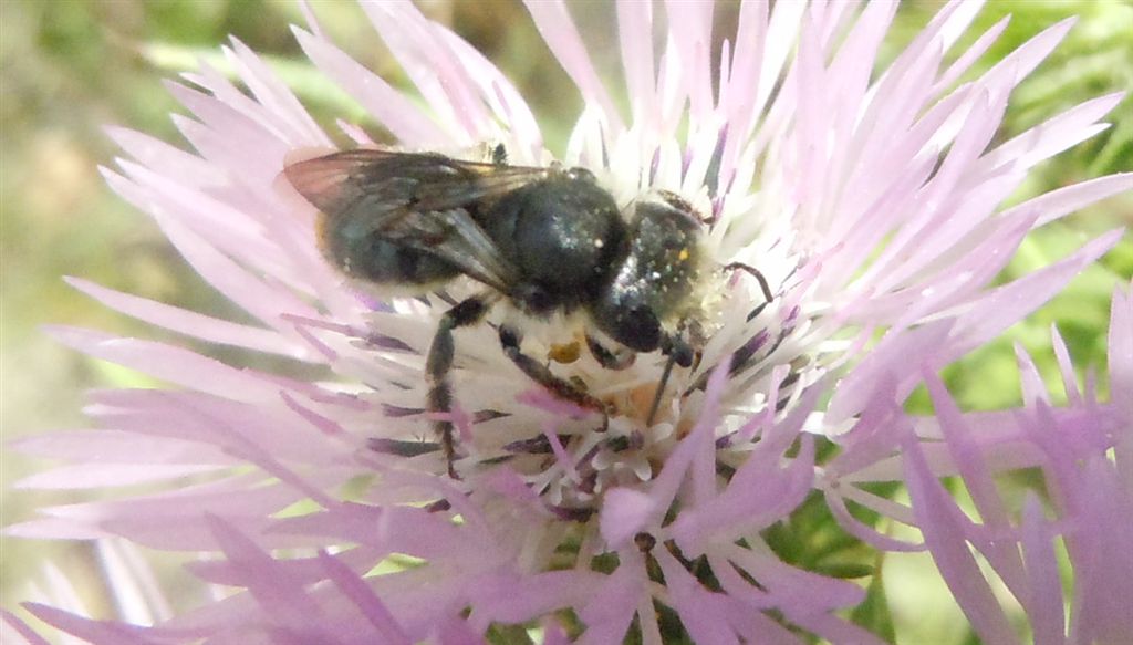 Apidae Megachilinae: Osmia sp. od Hoplitis sp.