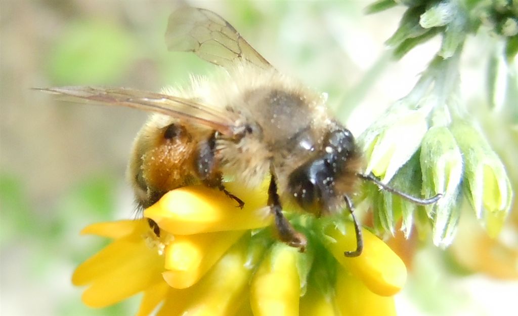 Femmina di Andrena nigroaenea