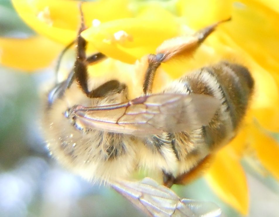 Femmina di Andrena nigroaenea