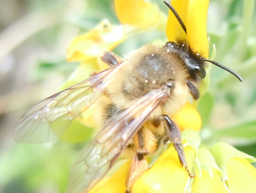 Femmina di Andrena nigroaenea