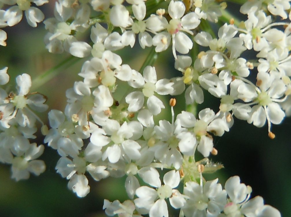 Piccola Apiacea - Daucus carota