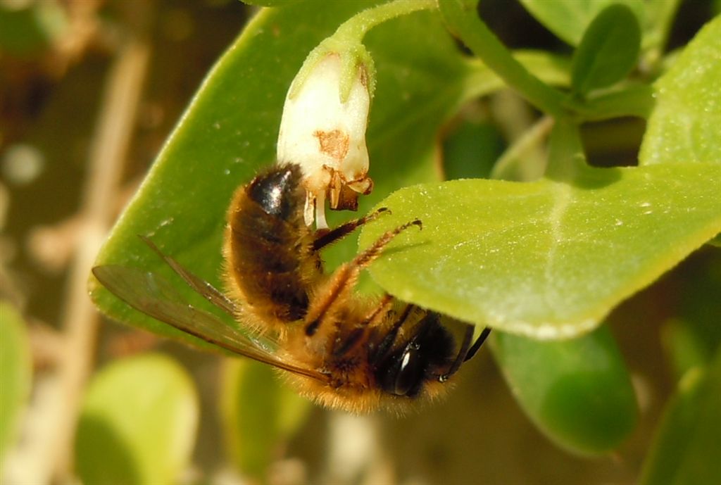 Maschio di Andrena sp.