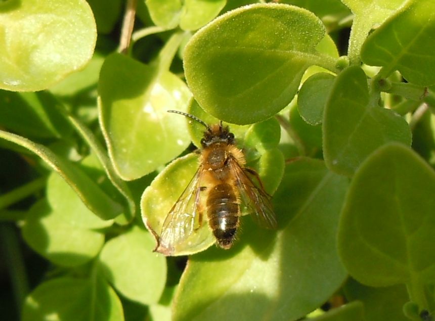 Maschio di Andrena sp.