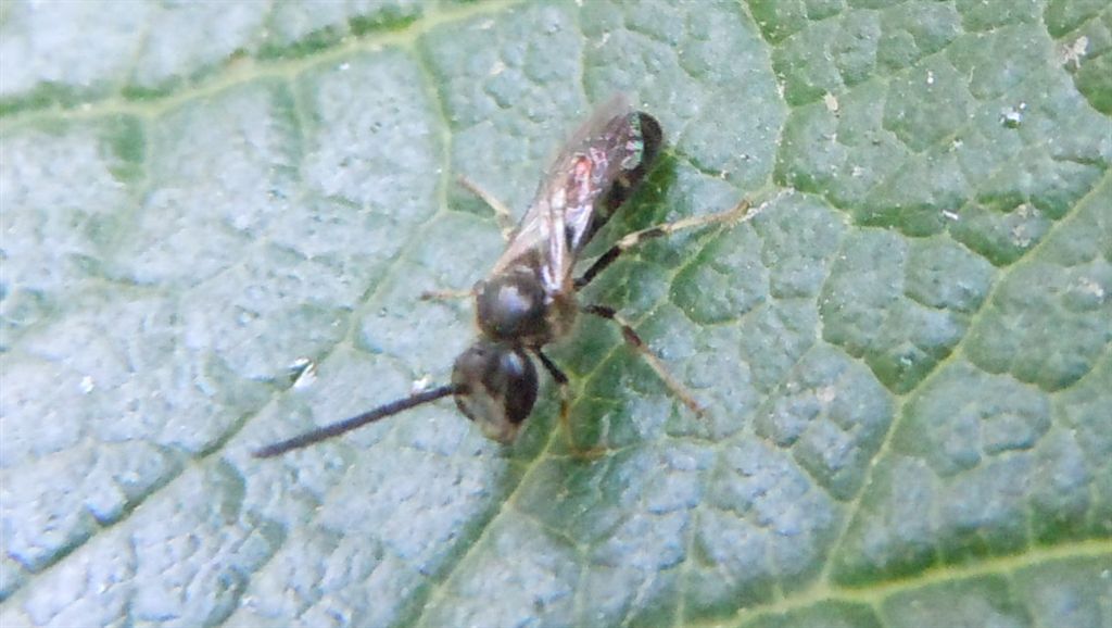 Lasioglossum sp. maschio