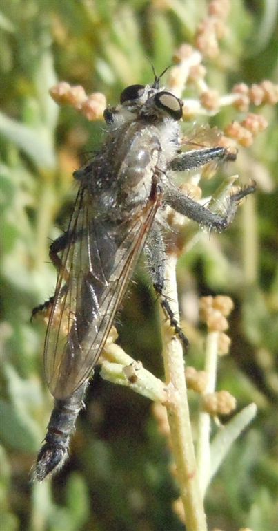 Asilidae2