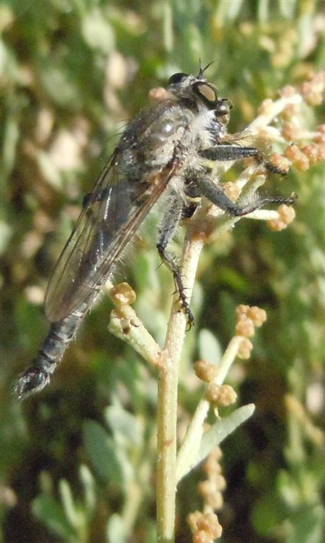 Asilidae2