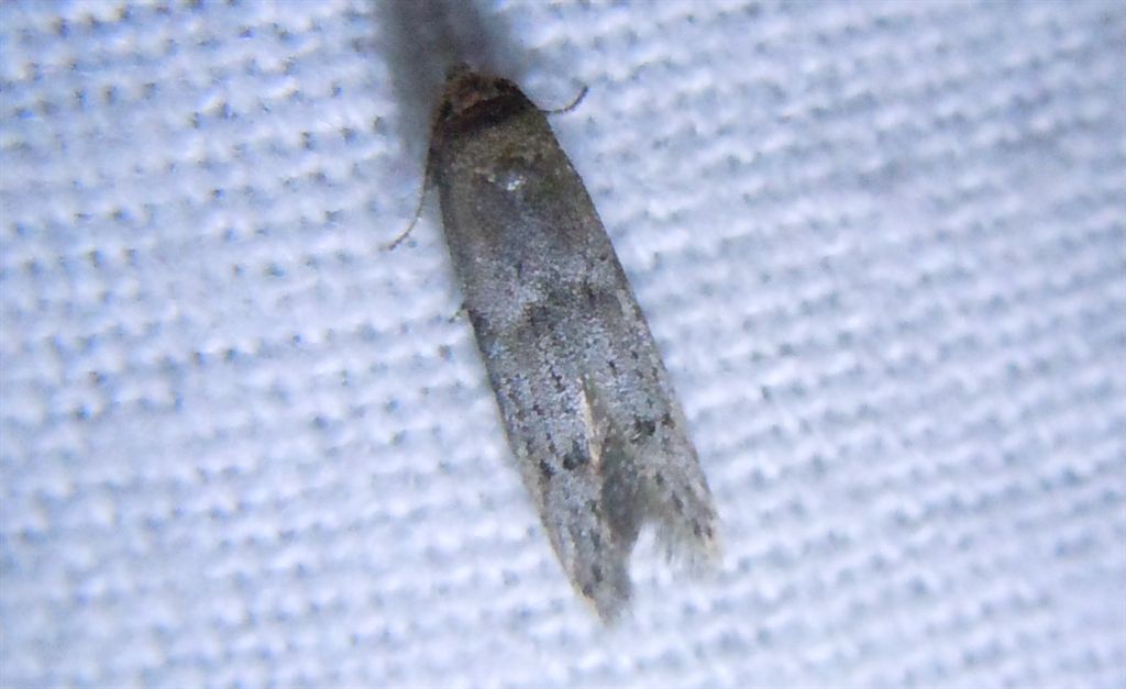 Blastobasis phycidella (Blastobasidae)