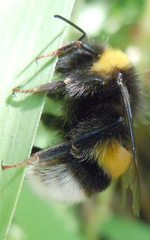 Bombus terrestris?