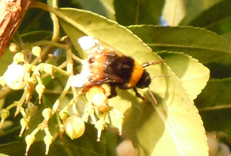 Bombo da identificare