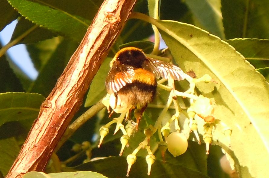 Bombo da identificare