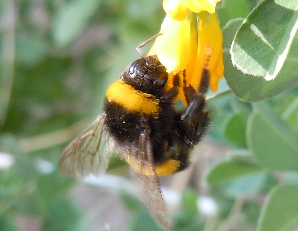 Bombus terrestris?