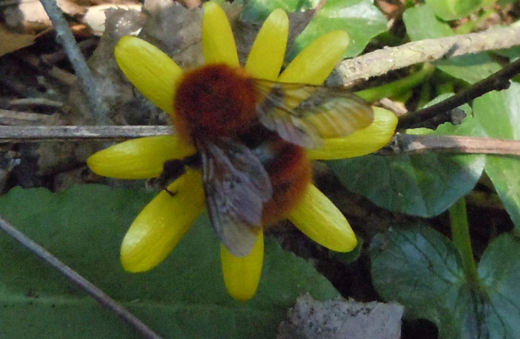 Bombus pascuorum?