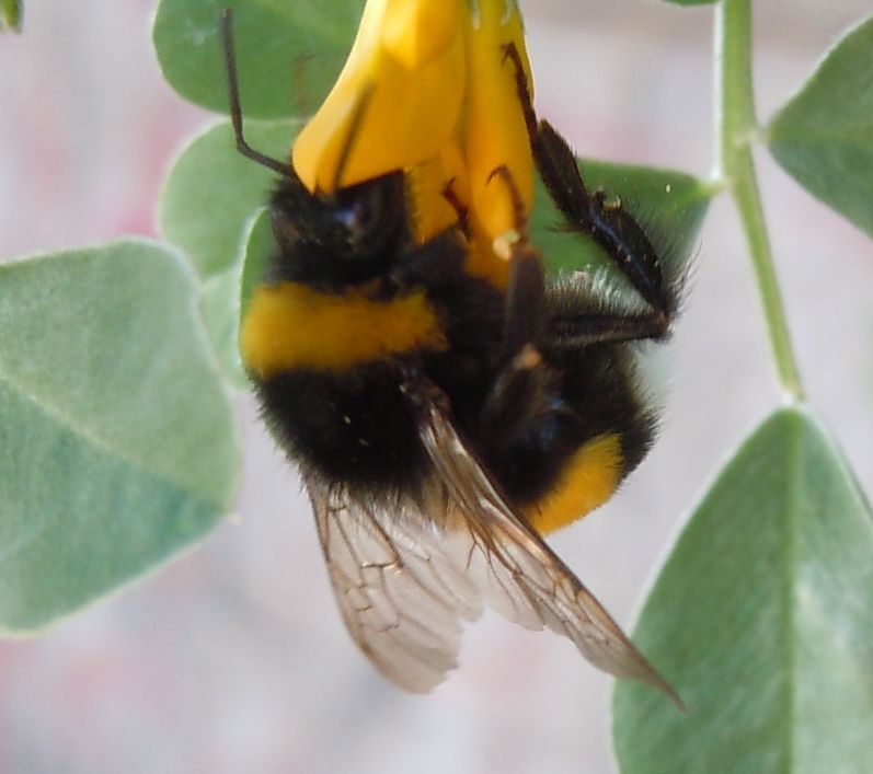 Bombus terrestris?