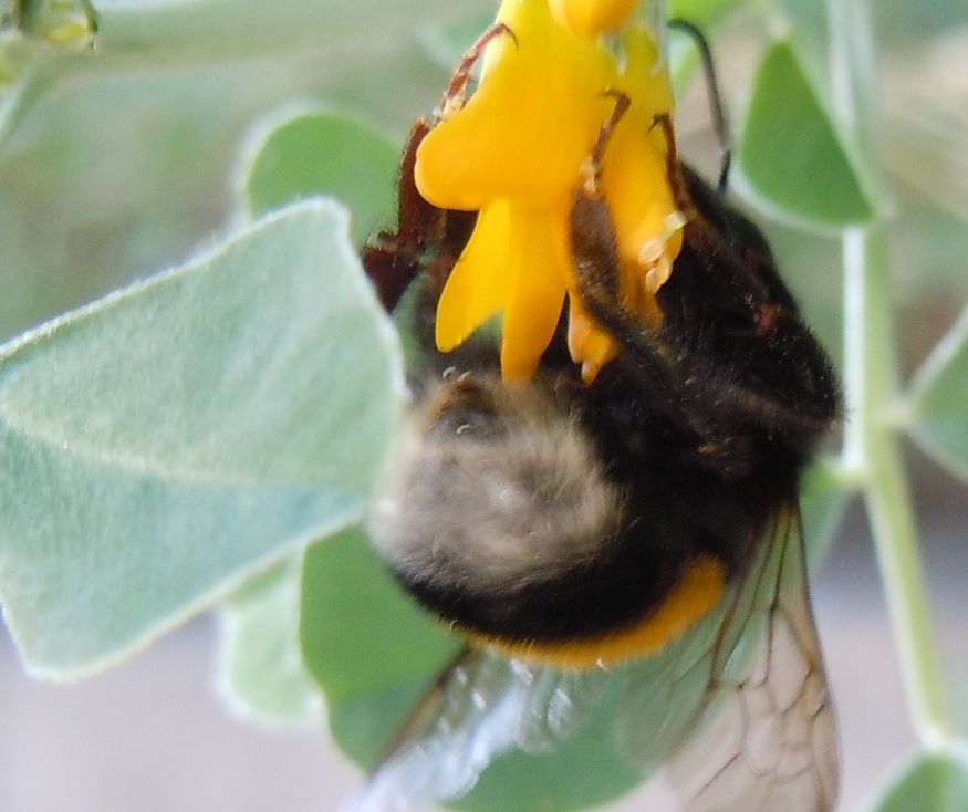 Bombus terrestris?