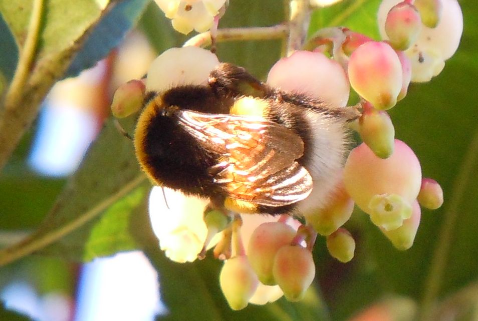 Bombo da identificare