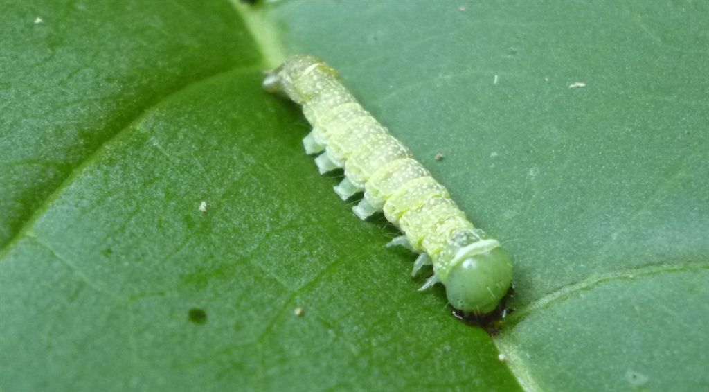 Bruco testa verde