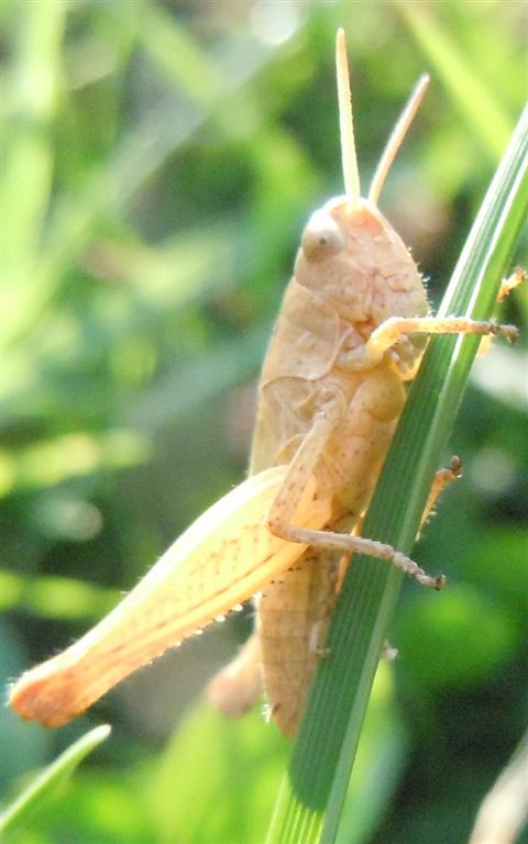 Cavalletta da identificare