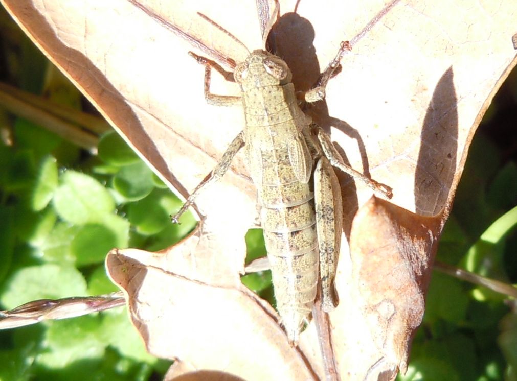 Cavalletta da Capodimonte - Pezotettix giornae