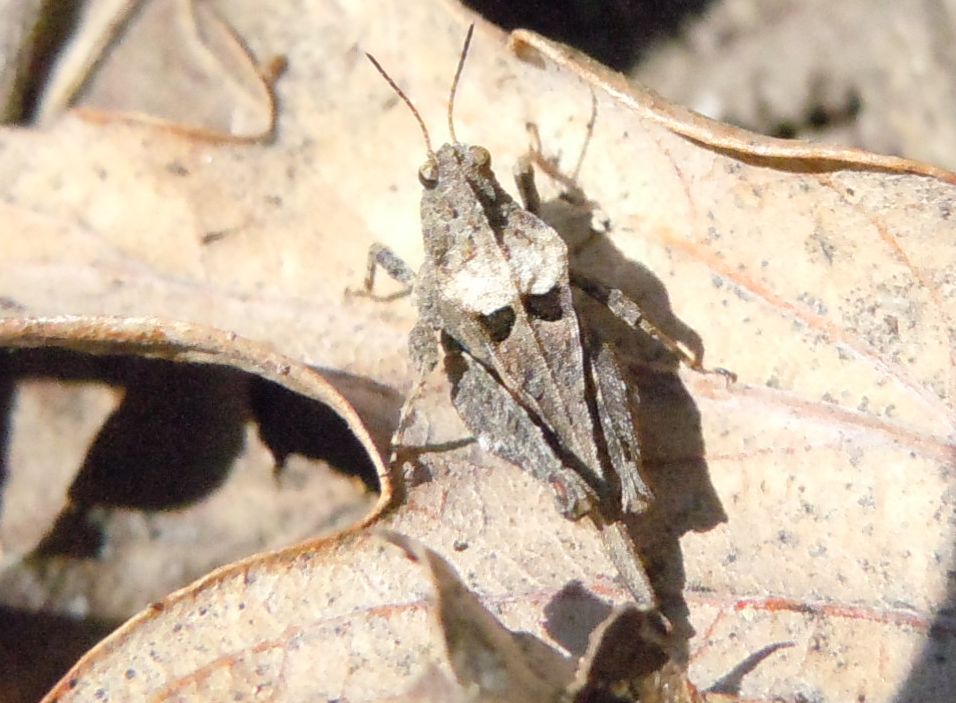 Dagli Astroni Tetrix sp. (Tetrigidae)