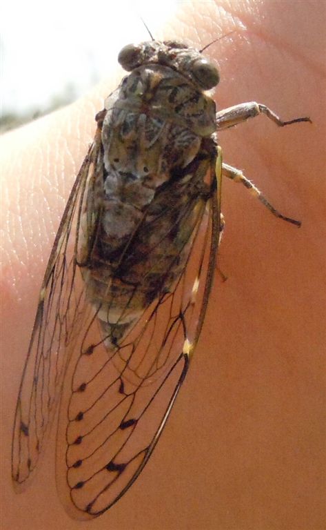 Cicada orni + altra, da Creta