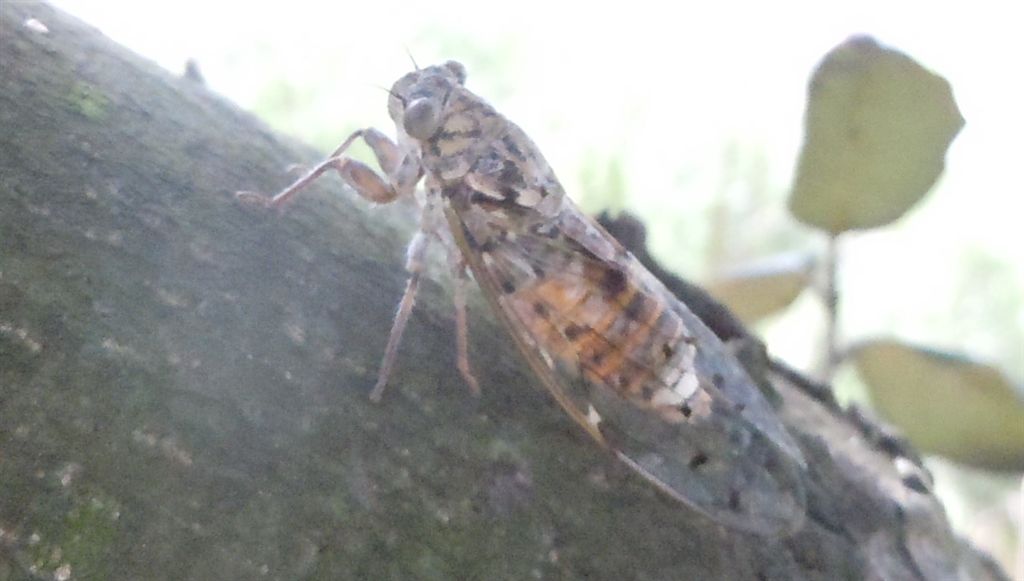 Cicada orni + altra, da Creta