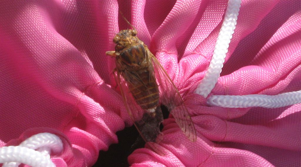 Cicada orni + altra, da Creta