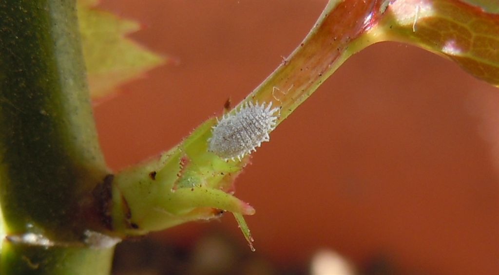 Cocciniglia (Pseudococcidae -Planococcus?)