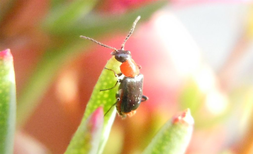 Ebaeus sp. (Malachiidae)